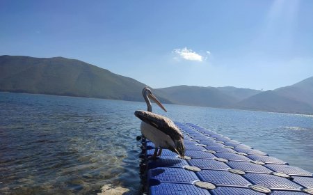 Rama thirrje nga Pogradeci, ruajtja e bukurive natyrore, pasuri per turizmin e vendit tone!