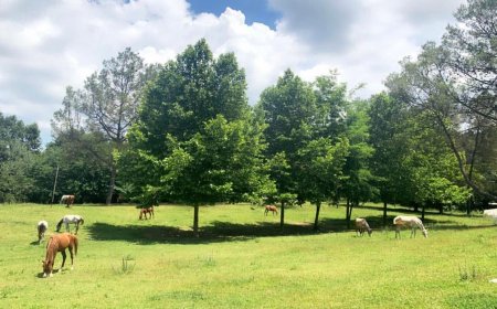 Peza, fshati piktoresk plot gjelbërim dhe histori