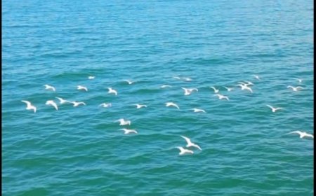 Kumbaro: Pulëbardhat kokëzezë, spektakël mbi liqenin e Shkodrës - travelBIZ