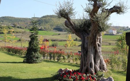 Kantina e re “Cassar” në Kashar, Krifca: Të njohësh natyrën mes parcelave me vreshta, e befasuar - travelBIZ