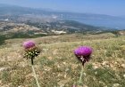 Te apasionuarit pas alpinizmit zbulojne peisazhin mahnites te 3 liqeneve. Akses edhe ne kembe - travelBIZ